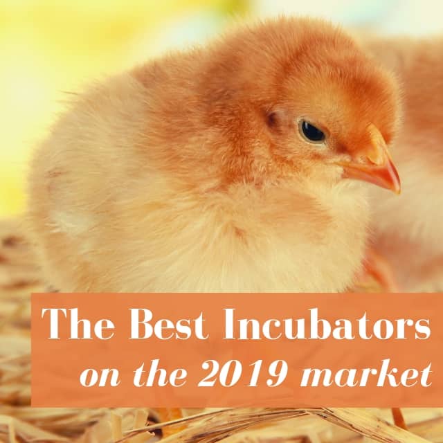 best-incubators-chicken-eggs