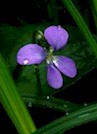 Image of a violet flower